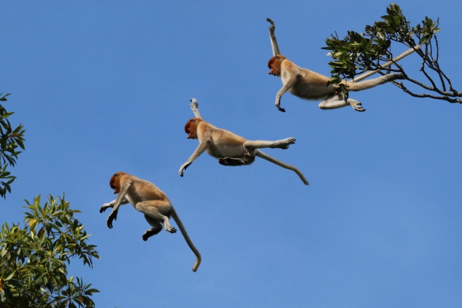 monkey jumping.jpg